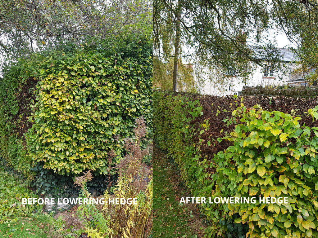 lowering a hedge
