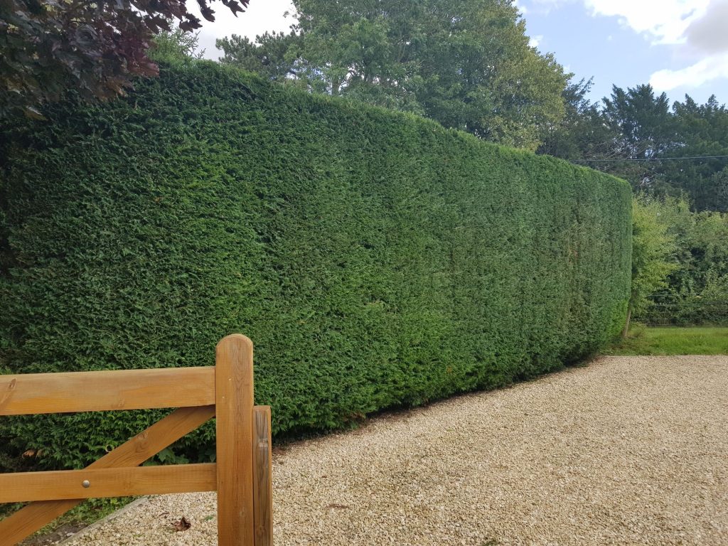 Hedge shaped and trimmed