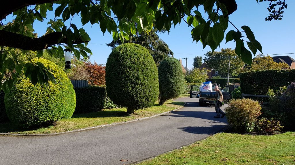 shaped trimmed hedges