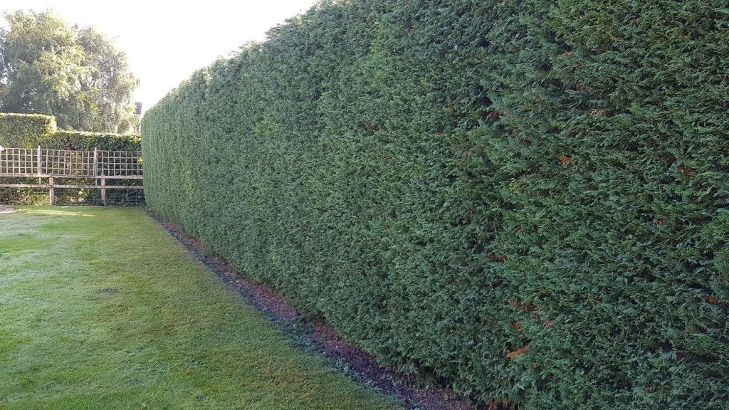 shaped leylandii hedge after hedgecutting